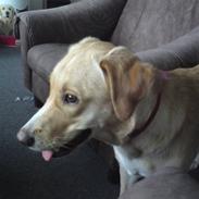 Blanding af racer Freja