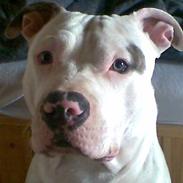 Amerikansk staffordshire terrier Junior