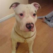 Amerikansk staffordshire terrier Junior