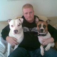 Amerikansk staffordshire terrier Junior