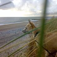 Cairn terrier Buller