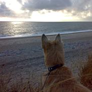 Cairn terrier Buller