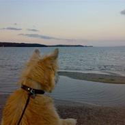 Cairn terrier Buller