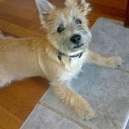 Cairn terrier Buller