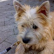 Cairn terrier Buller