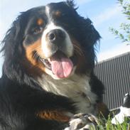 Berner sennenhund Chella
