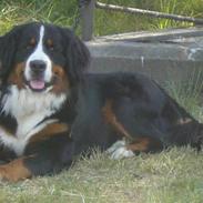 Berner sennenhund Chella