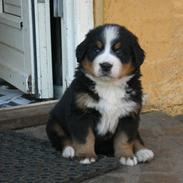 Berner sennenhund Chella
