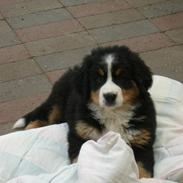 Berner sennenhund Chella