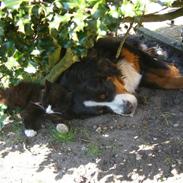 Berner sennenhund Chella