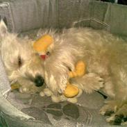 West highland white terrier Mille