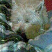 West highland white terrier Mille