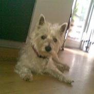 West highland white terrier Mille