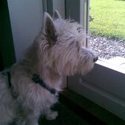West highland white terrier Mille