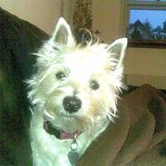West highland white terrier Mille