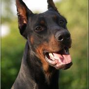 Dobermann Miko di Altobello