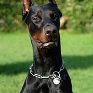 Dobermann Miko di Altobello