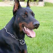 Dobermann Miko di Altobello