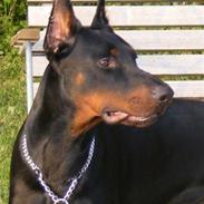 Dobermann Miko di Altobello