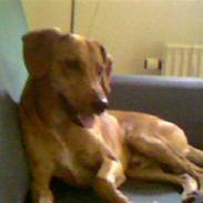 Blanding af racer Cocio