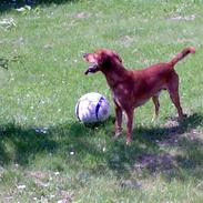 Blanding af racer Cocio