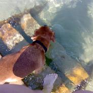 Blanding af racer Cocio