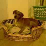 Blanding af racer Cocio