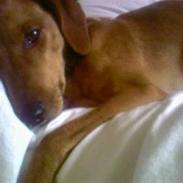 Blanding af racer Cocio