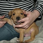 Staffordshire bull terrier Staff-Royal Charlie