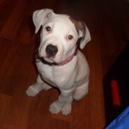 Amerikansk bulldog Deka