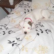 Amerikansk bulldog Deka