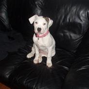 Amerikansk bulldog Deka