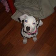 Amerikansk bulldog Deka