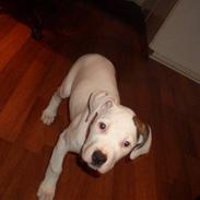 Amerikansk bulldog Deka