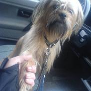 Blanding af racer shorty