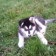 Alaskan malamute kiara.