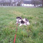 Alaskan malamute kiara.