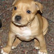 Staffordshire bull terrier Staff-Royal Charlie