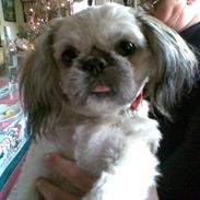 Shih tzu Fie