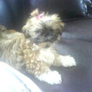 Shih tzu Fie