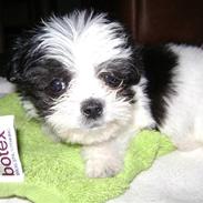 Blanding af racer Louis..