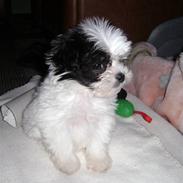 Blanding af racer Louis..