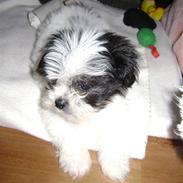 Blanding af racer Louis..