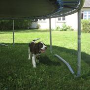 Engelsk springer spaniel Eddie