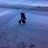 Engelsk springer spaniel Eddie