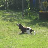 Engelsk springer spaniel Eddie