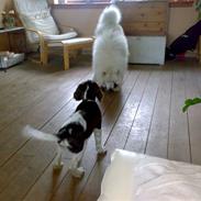 Engelsk springer spaniel Eddie