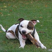 Blanding af racer Freya aka Mulle