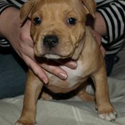 Staffordshire bull terrier Staff-Royal Charlie