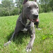 Amerikansk staffordshire terrier Zafira